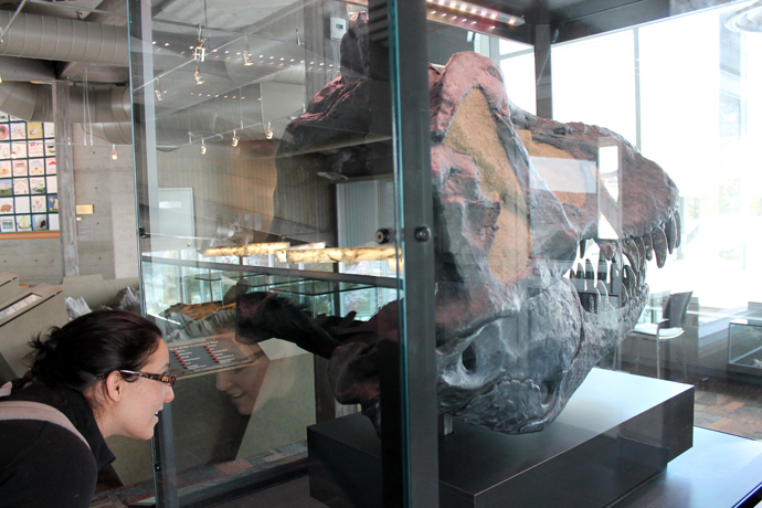 גולגולת של טי רקס במוזיאון המפולת