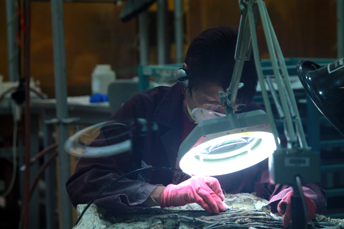 עבודה על מאובן במעבדה במוזיאון. מוזיאון טיירל הוא אחד המתקנים המובילים בעולם בעיבוד מאובנים.