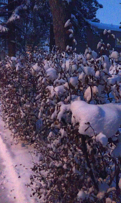 שיחים של גדר חיה אחרי שלג טרי - נראים ממש כמו כותנה (זה גם מה שכתבתי כשהעליתי את התמונה הזו בשנה שעברה לפייסבוק)