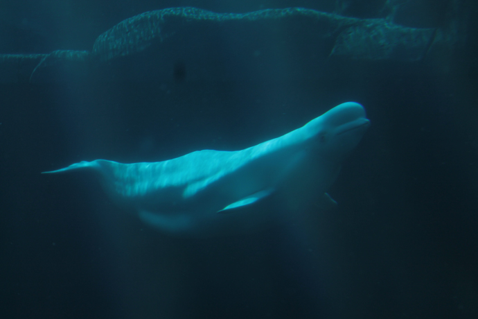 לוויתן לבן באקווריום של ונקובר