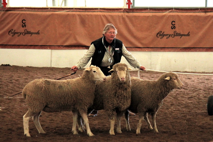 ריקוד הכבשים - הרועה מנצלת את גופה והמקל כהארכה של השער והחבל, על מנת ליצור מחסום רחב יותר ולכוון את הכבשים לגדרה