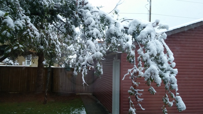 העץ הגדול בחצר האחורית שלנו, מתחיל להתכופף תחת משקל השלג
